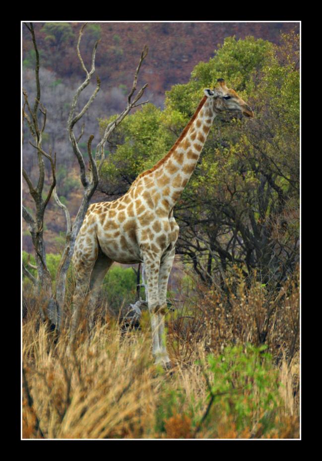 Giraffe at Pilansburg, South Africa.