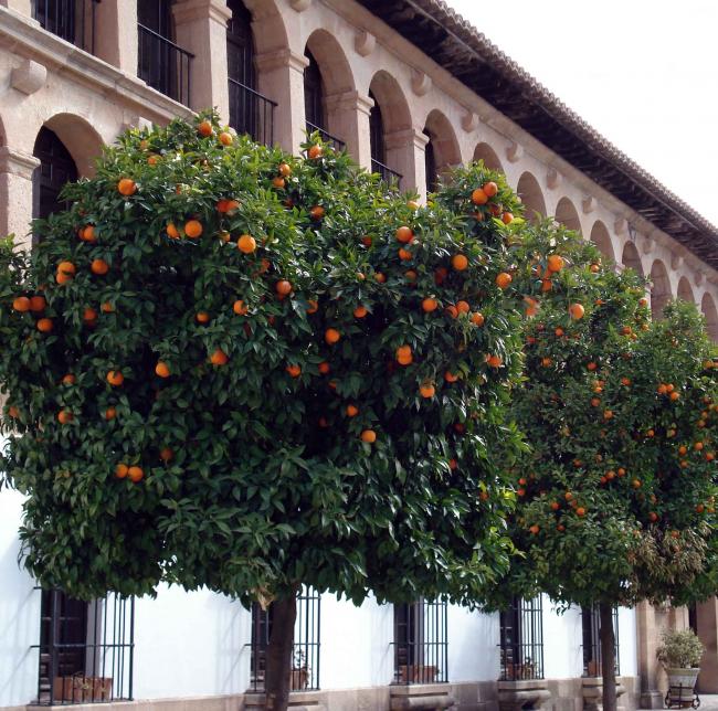 orange trees