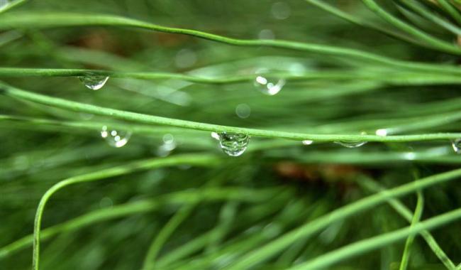 Drops of rain on a Pine tree.
