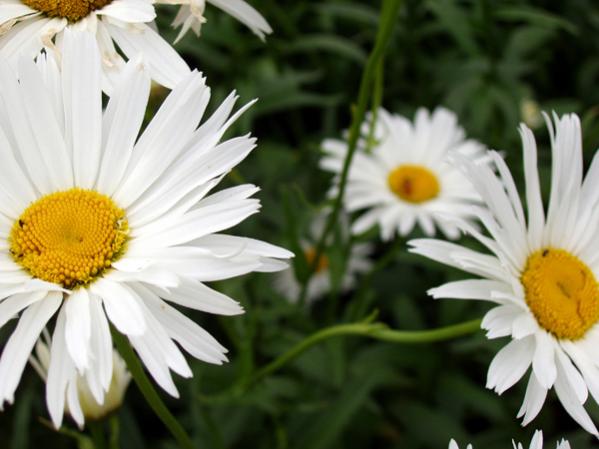 Some daisies