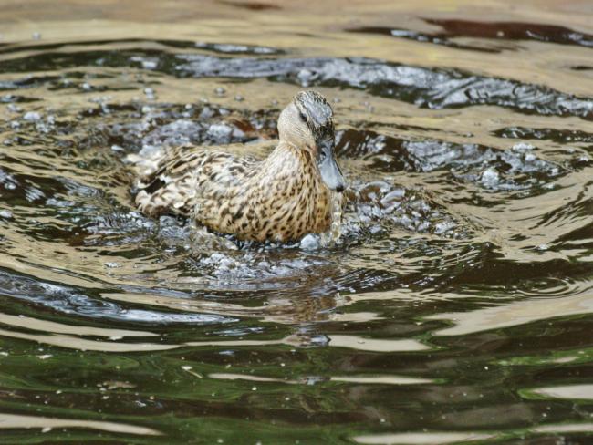 Mrs Mallard taking a dip