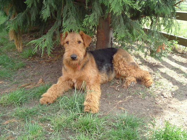 Airedale Terrier Female