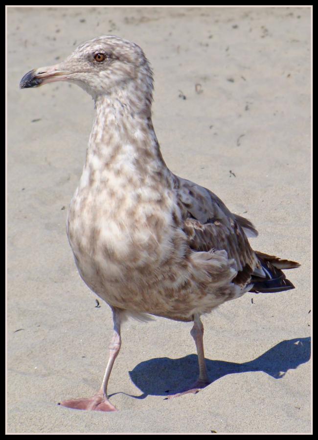 Adolescent Herring Gull