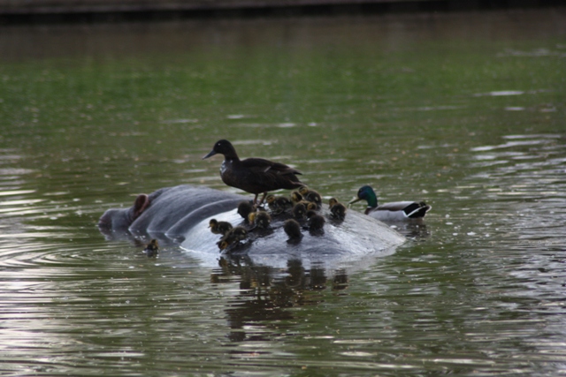 Mum and baby ducklingsd resting on hippo
