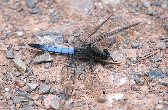 Black Tailed Skimmer (Dragonfly)