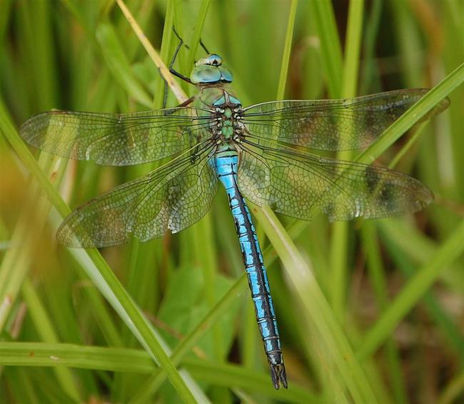 Emperor Dragonfly (male)