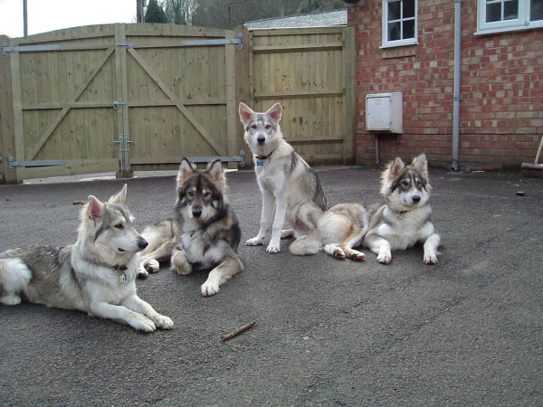 Group of Utes