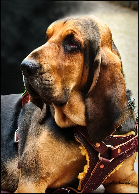 Rescue Bloodhound