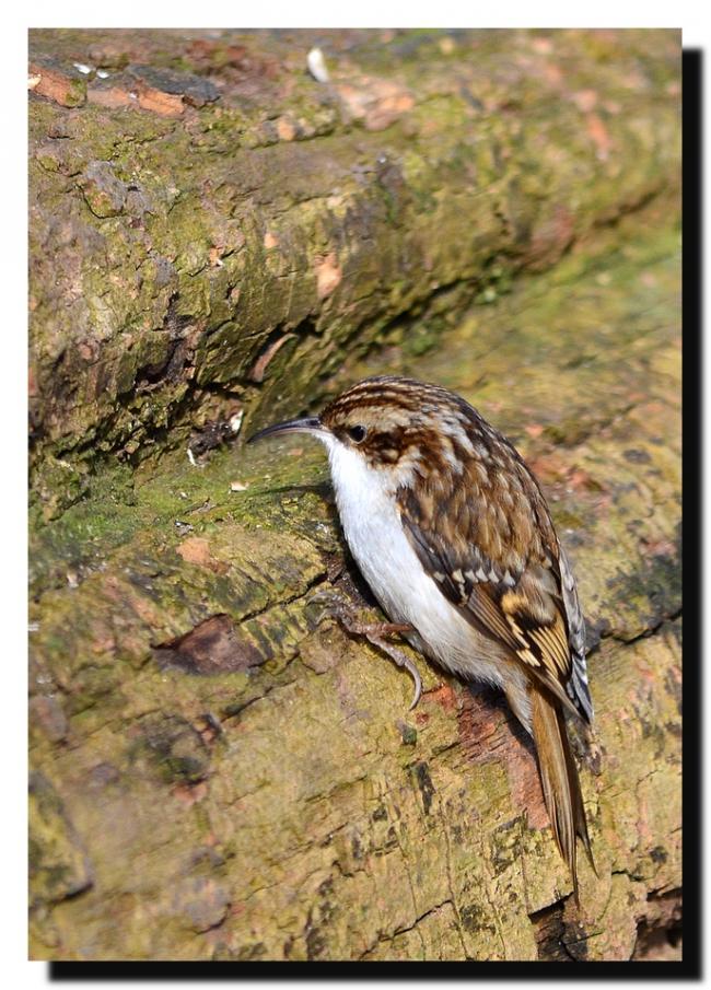 Treecreeper