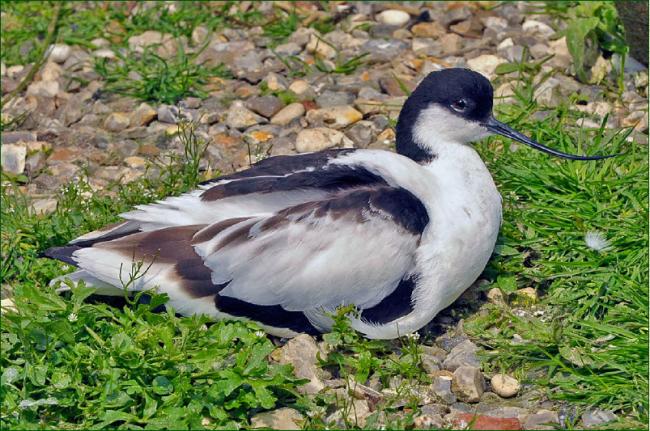 Avocet