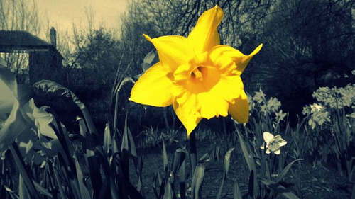Daff colour popped