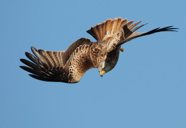 Diving Red Kite
