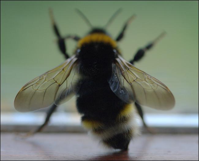 bumble bee DoF