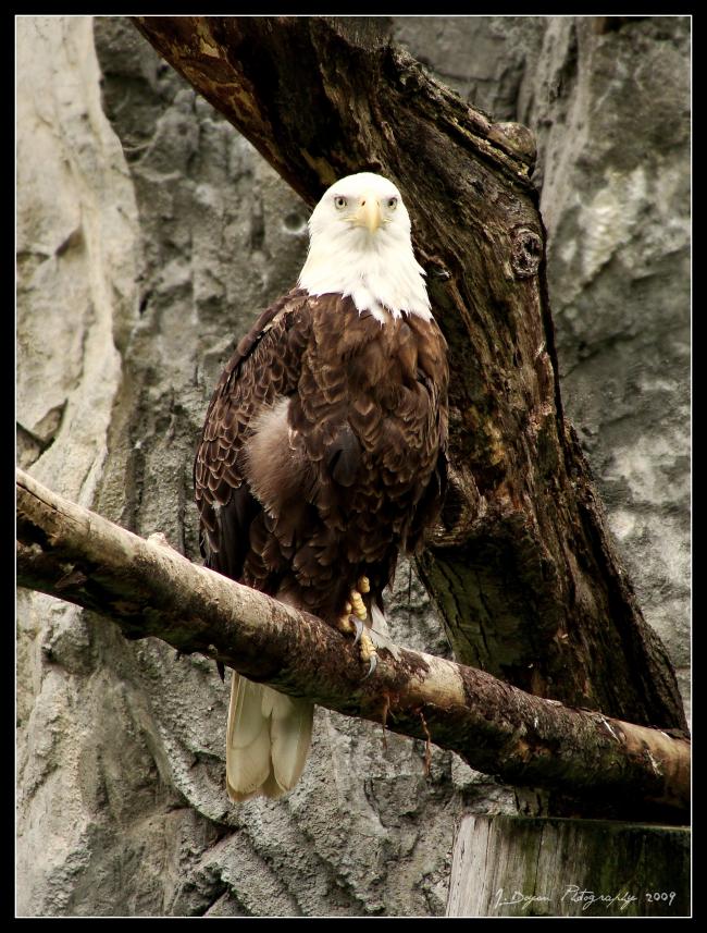 American Bald Eagle at Roger Williams Zoo- Providence, RI