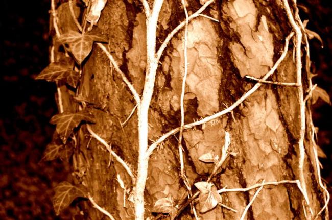 Vine growing on a tree.