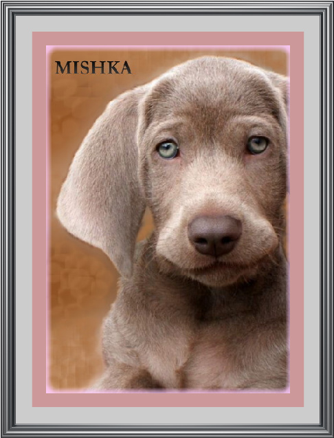 Mishka at 8 weeks old.