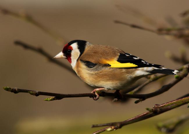 Gold Finch